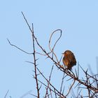 Rouge-gorge matinal sur le littoral Breton