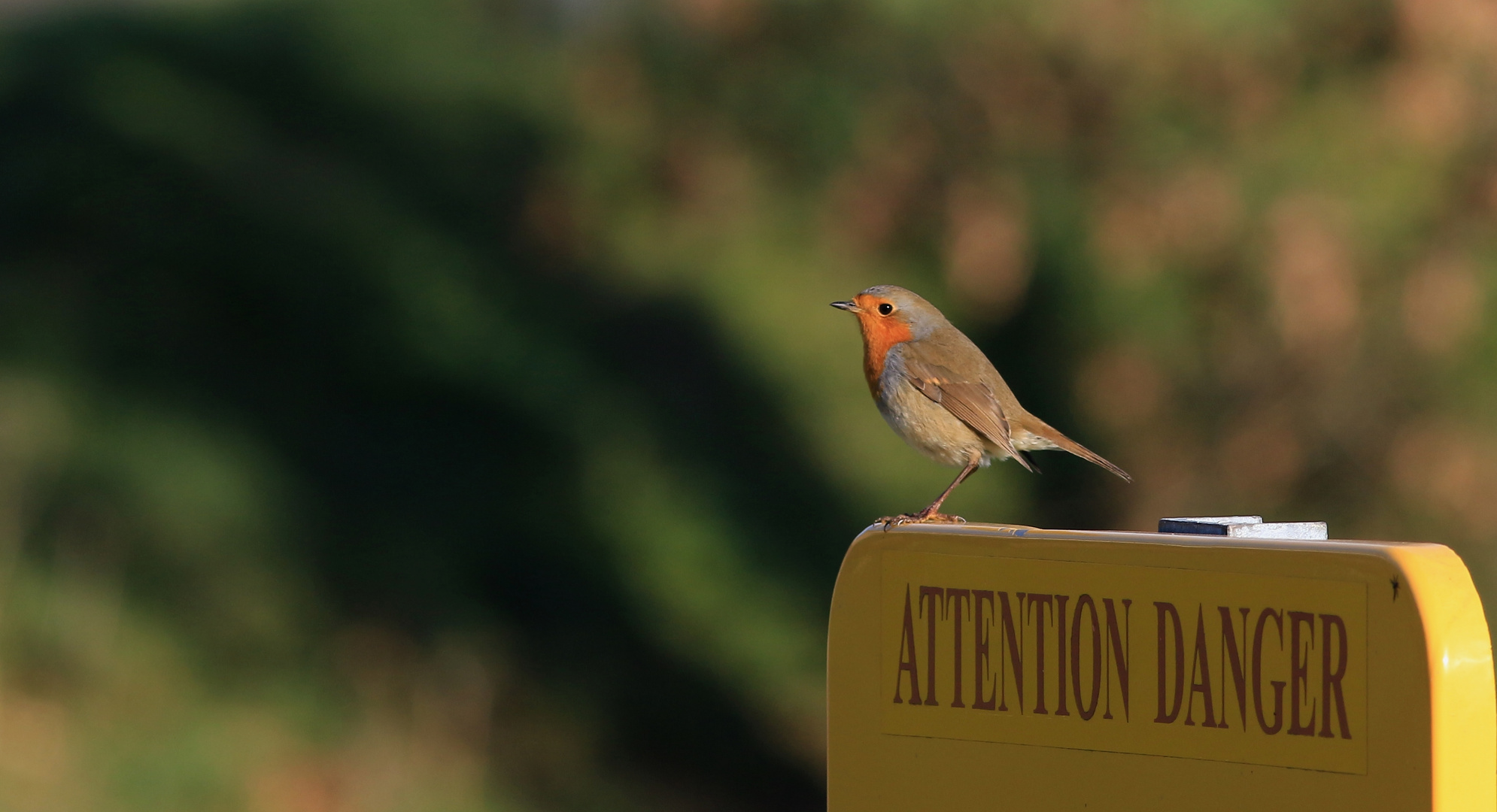 Rouge-Gorge méchant......