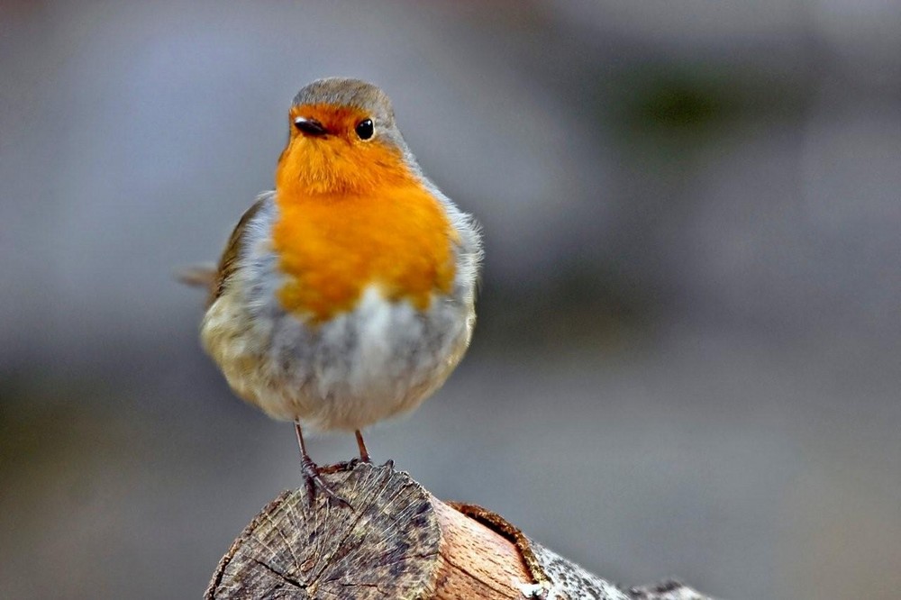 Rouge gorge mouvement