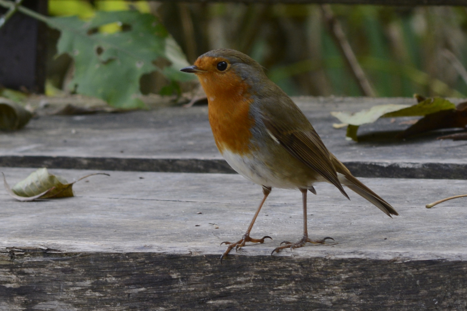 Rouge gorge nommé pioupiou par Nikithi