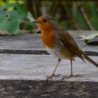 Rouge gorge nommé pioupiou par Nikithi