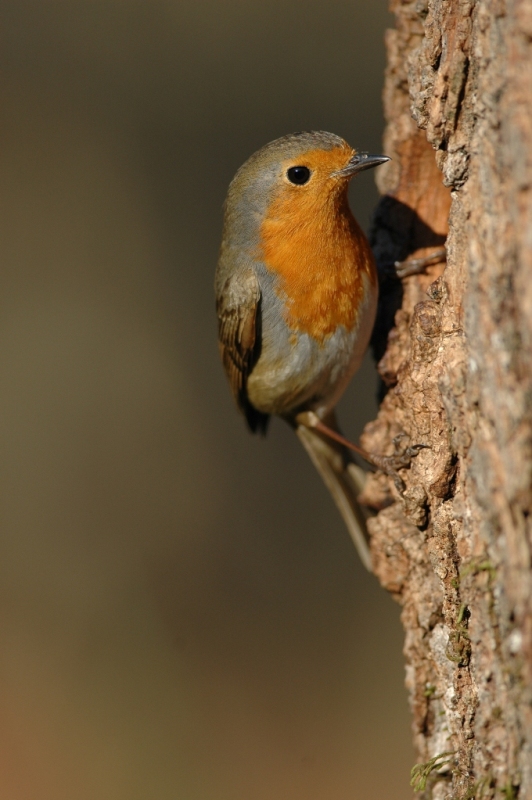 Rouge-Gorge perché