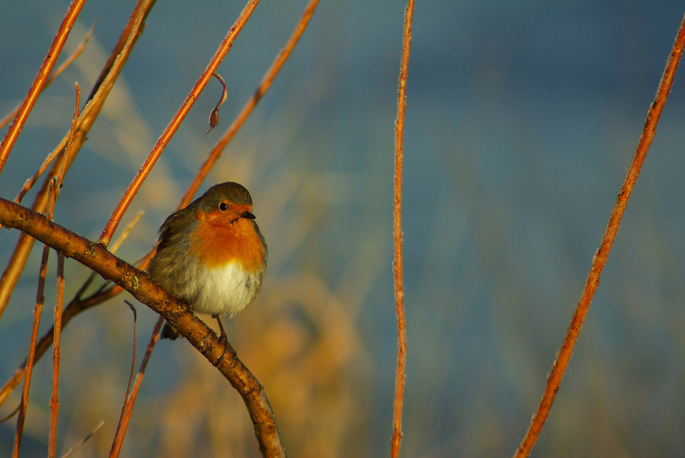 rouge-gorge petit matin