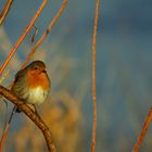 rouge-gorge petit matin