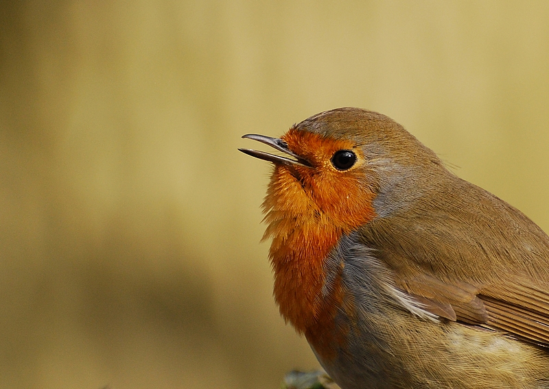 rouge gorge portrait