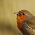 rouge gorge portrait