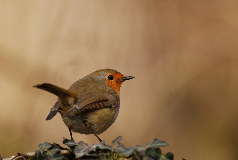 Rouge-gorge pose 2