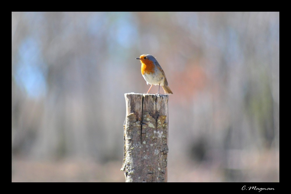 rouge gorge qui pose