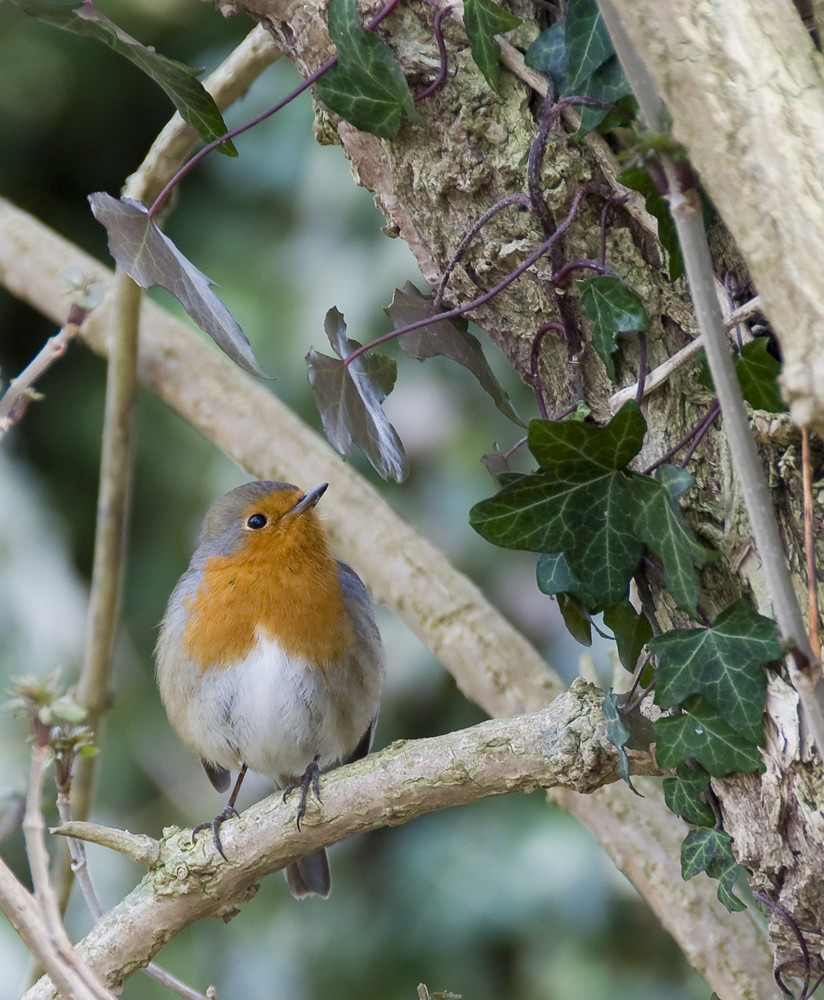 Rouge gorge reveur