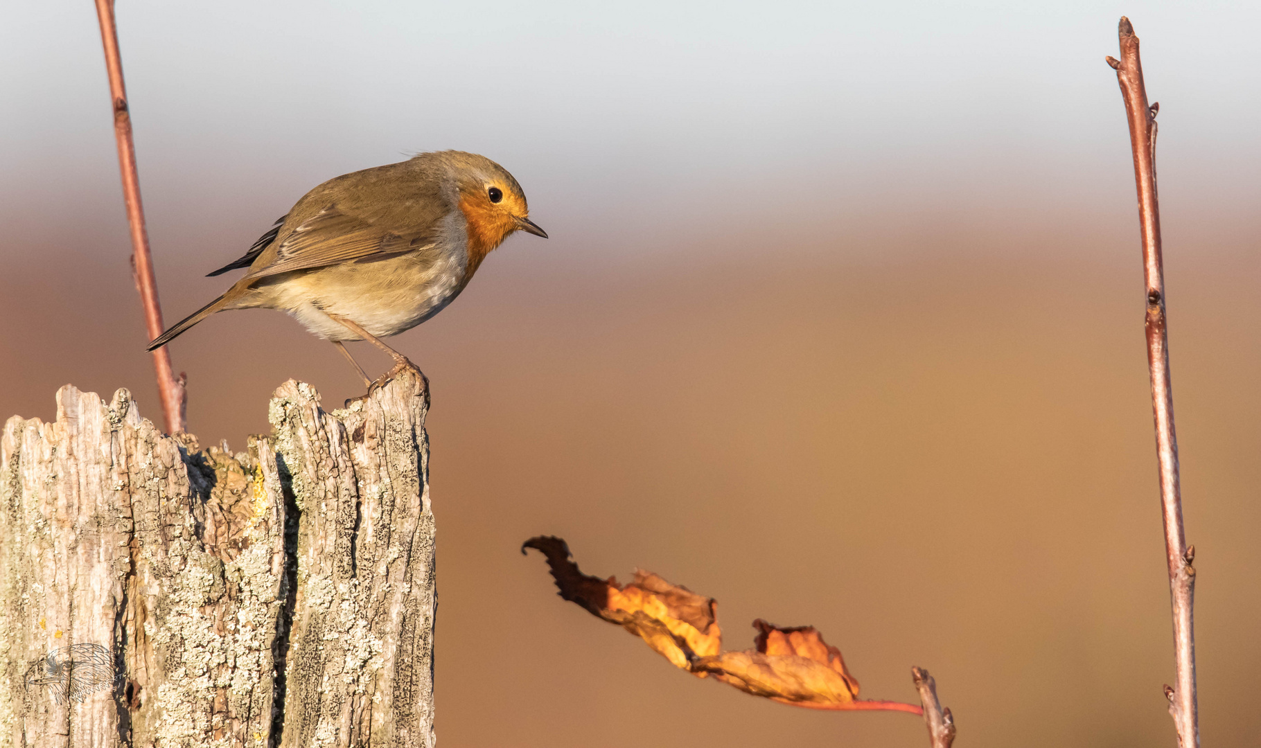 Rouge-gorge  Rotkehlchen