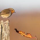 Rouge-gorge  Rotkehlchen