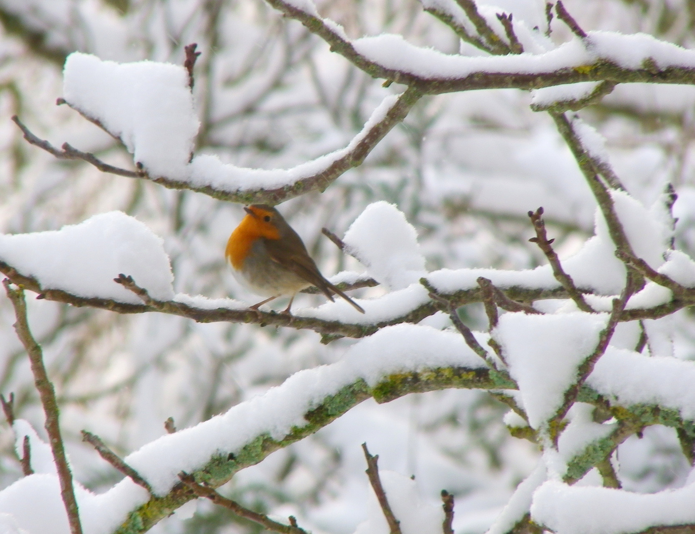 rouge-gorge sous la neige