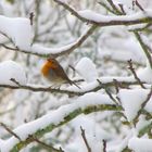 rouge-gorge sous la neige