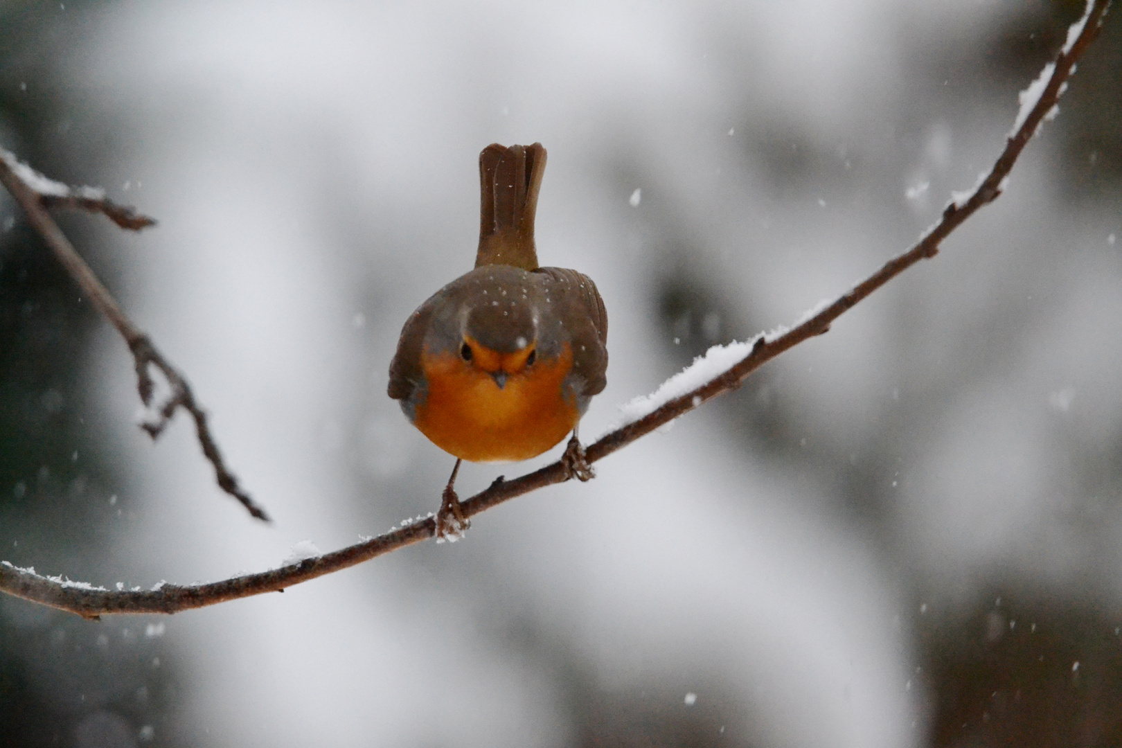 rouge-gorge sous la neige