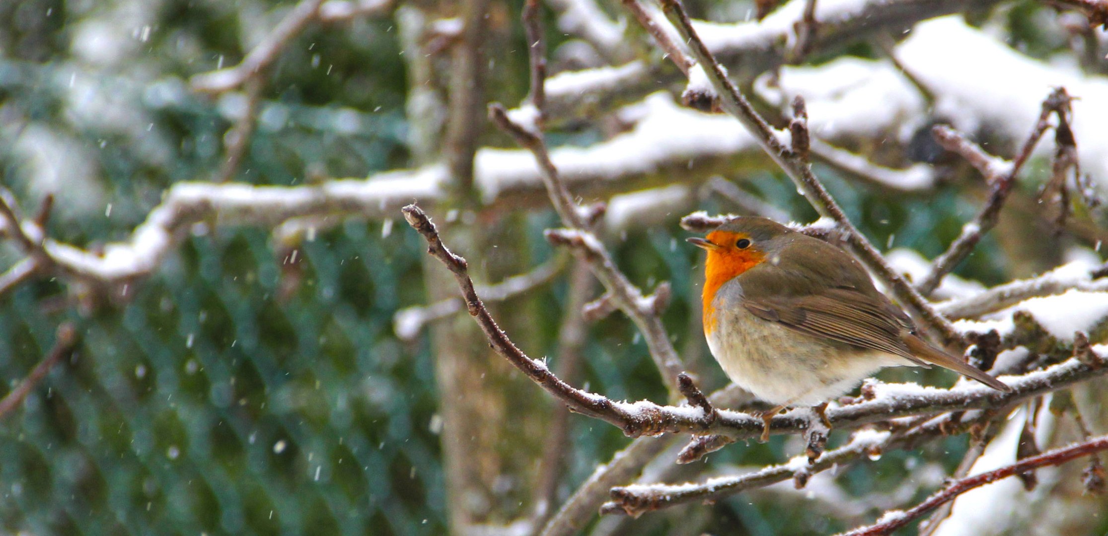 Rouge gorge sous la neige