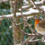 Rouge gorge sous la neige