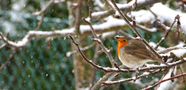 FR: Rouge gorge sous la neige von hhazarell 