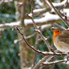 Rouge gorge sous la neige