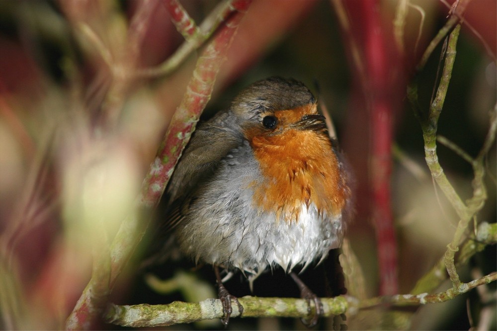 rouge gorge sous la pluie