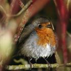 rouge gorge sous la pluie