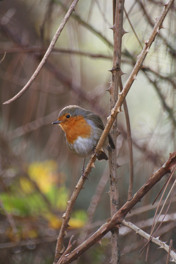 Rouge-gorge sur des ronces