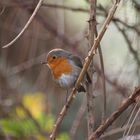 Rouge-gorge sur des ronces