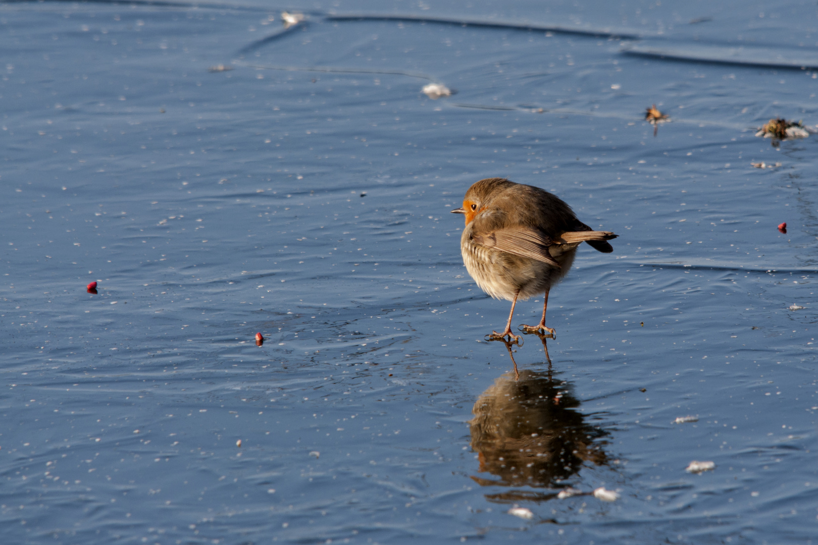 Rouge gorge sur la glace