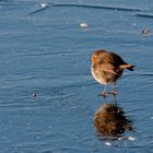 Rouge gorge sur la glace