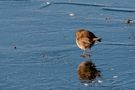 Rouge gorge sur la glace de georgesv 