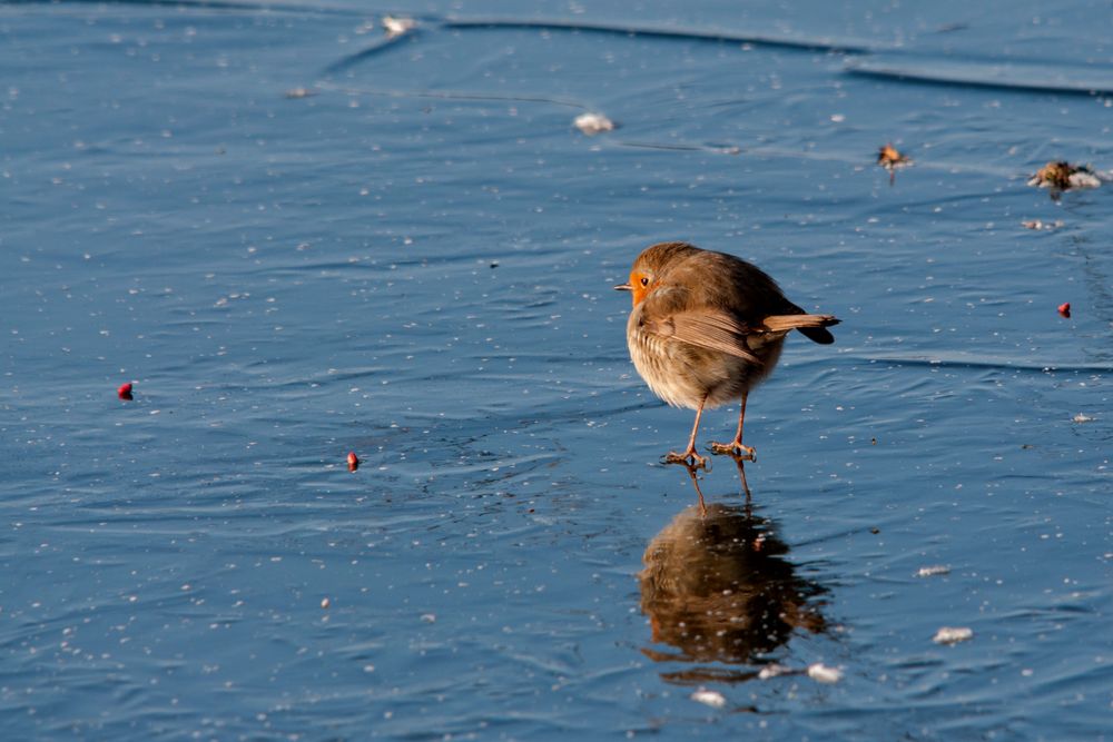 Rouge gorge sur la glace de georgesv 