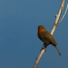 Rouge Gorge sur son perchoir, enfin celui du Martin Pêcheur