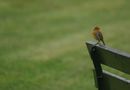 rouge gorge sur un banc de oriolgui 