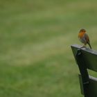 rouge gorge sur un banc