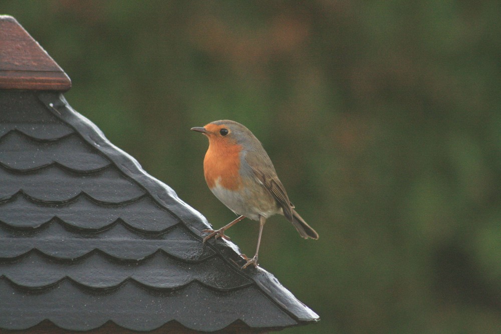 rouge-gorge sur un toit