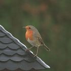 rouge-gorge sur un toit