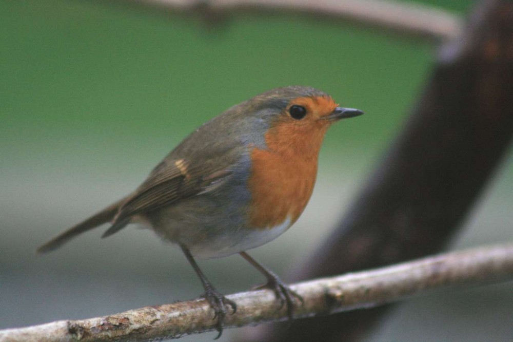 rouge-gorge sur une branche