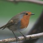 rouge-gorge sur une branche