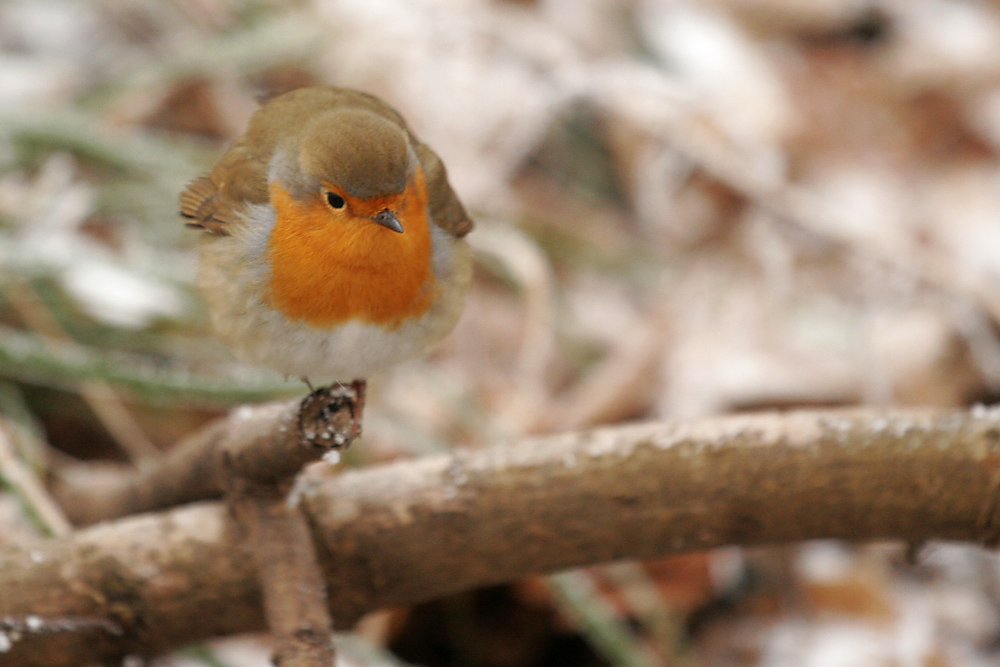 Rouge-gorge sur une branche.