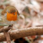 Rouge-gorge sur une branche.