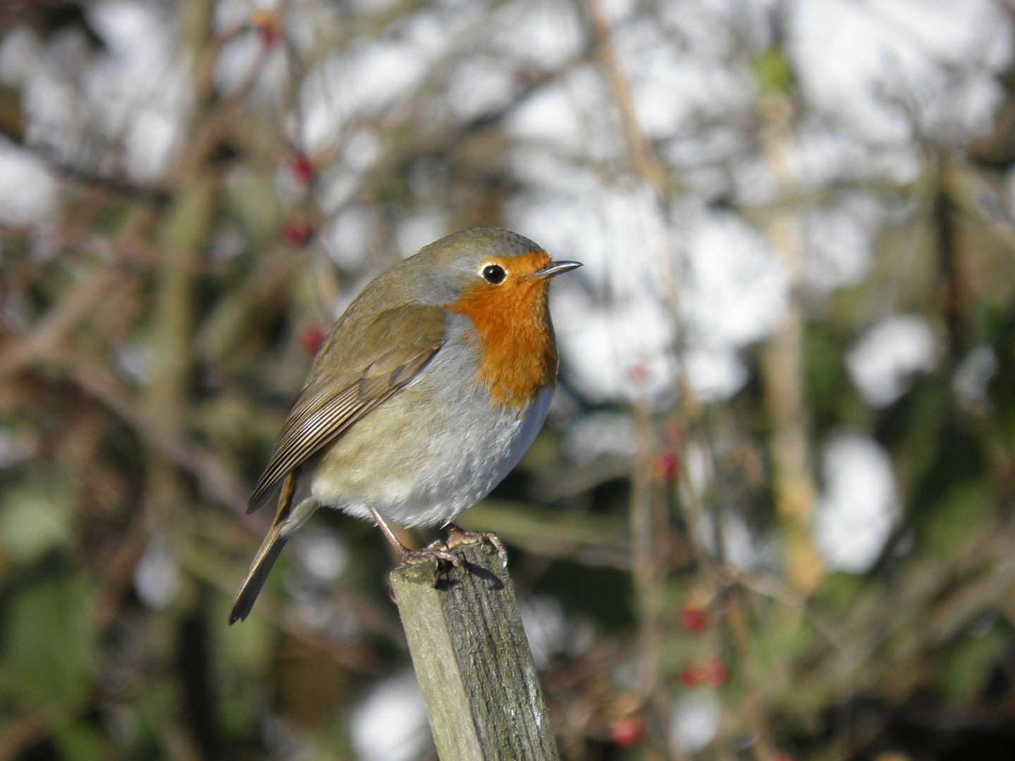 Rouge-Gorge,jardin 2011..