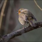 Rouge gorges