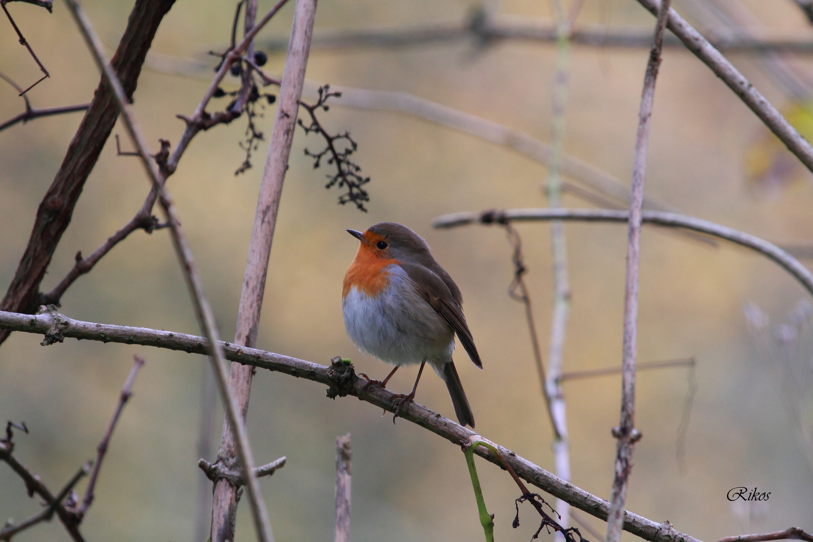 Rouge gorges