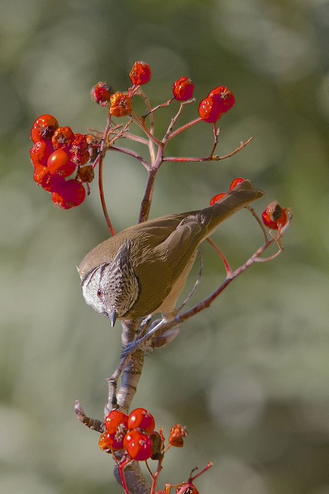 Rouge gourmand