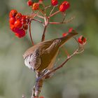 Rouge gourmand