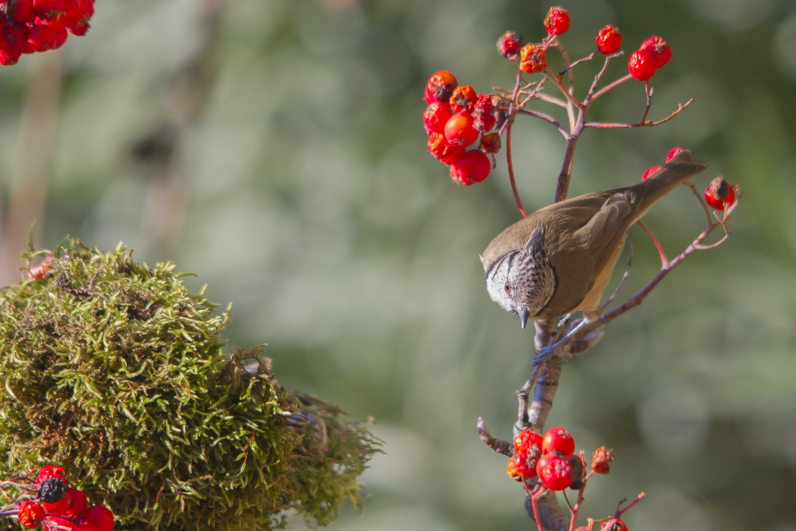 rouge gourmand