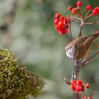 rouge gourmand