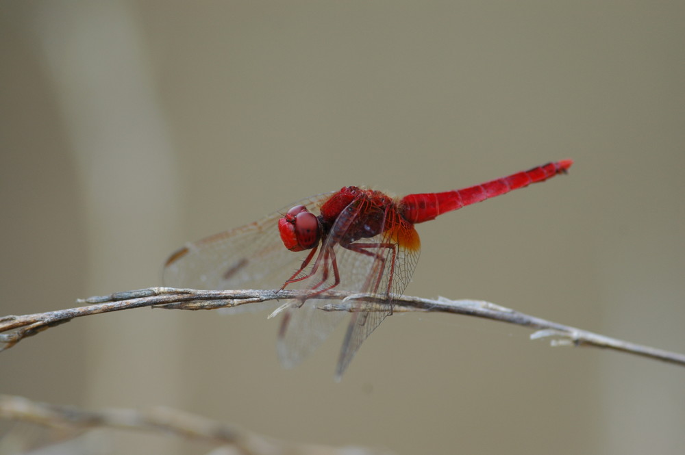 rouge la libeluule