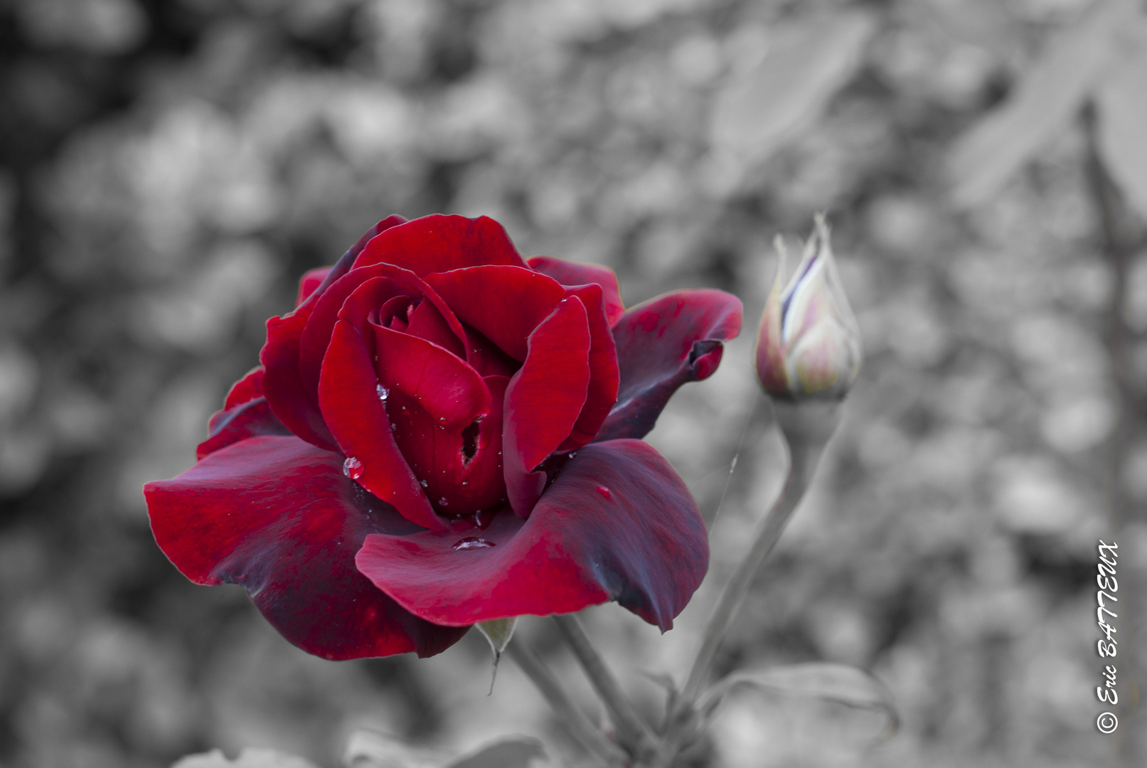 Rouge la rose