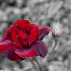 Rouge la rose