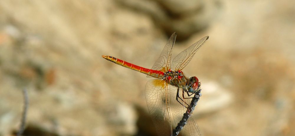 Rouge libellule